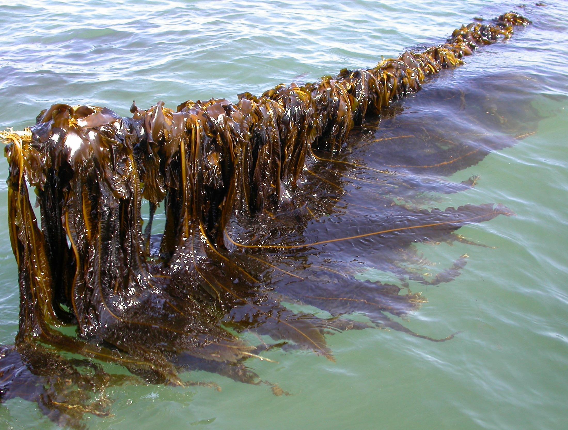 A line of the cultivated kelp, Alaria esculenta, at an IMTA site in the Bay of Fundy, NB